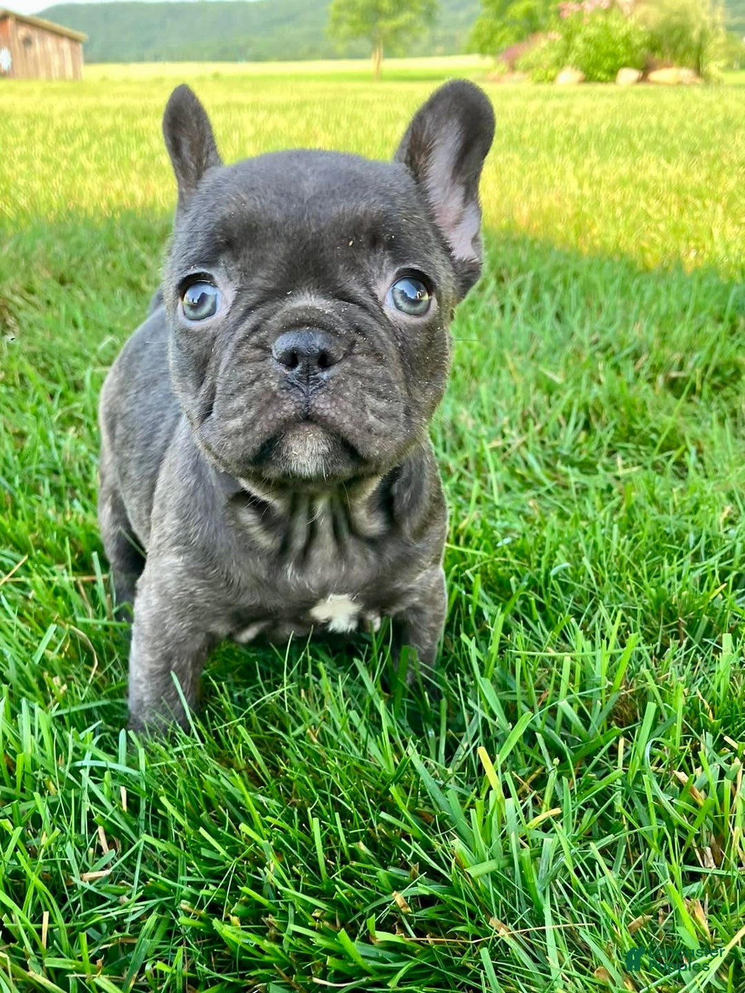 French Bulldog dogs for sale: Bailey - Image 2