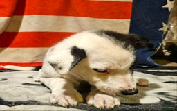Border Collie dogs for sale: I-dog - Image 7