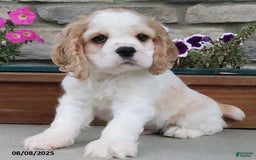 Cocker Spaniel dogs for sale: Ozzy - Image 7