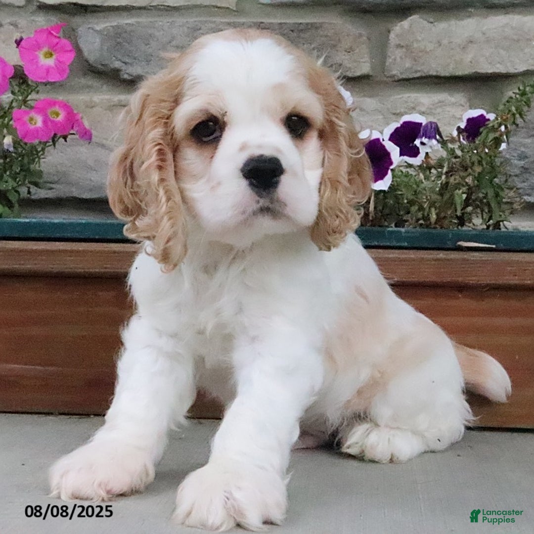 Cocker Spaniel dogs for sale: Ozzy - Image 7