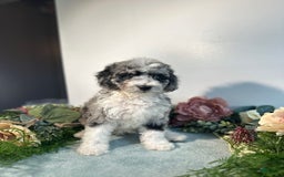 Mini Bernedoodle dogs for sale: Jewel - Image 2
