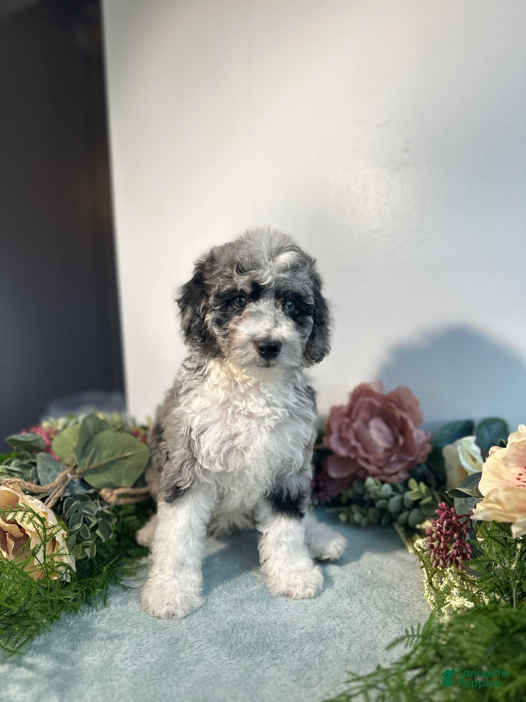 Mini Bernedoodle dogs for sale: Jewel - Image 2