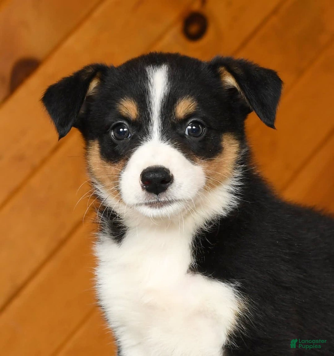 Australian Shepherd dogs for sale: Abby - Image 6