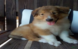 Collie dogs for sale: Buttercup - Image 4