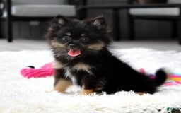 Pomeranian dogs for sale: Lola - Image 2