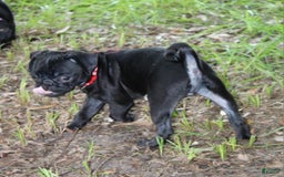 Pug dogs for sale: Roscoe - Image 2