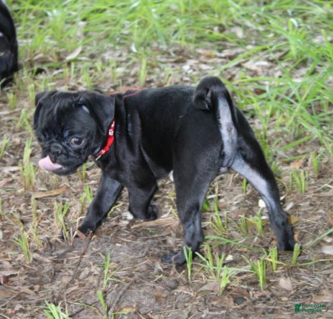 Pug dogs for sale: Roscoe - Image 2
