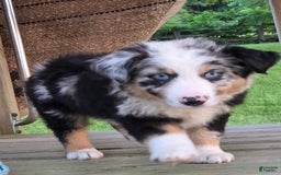 Australian Shepherd dogs for sale: Finn - Image 2