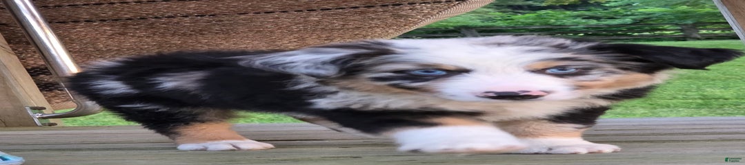 Finn