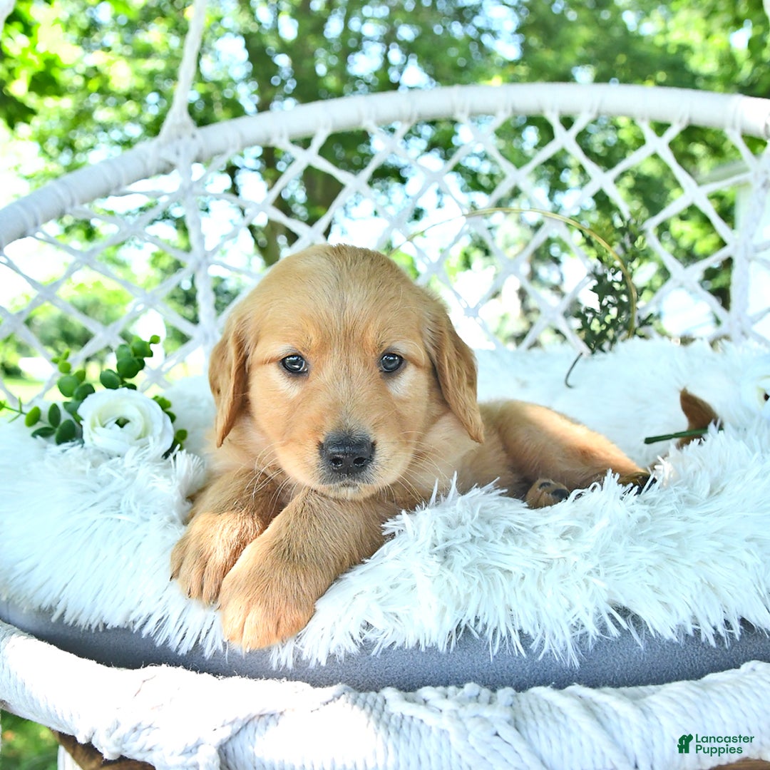Golden Retriever dogs for sale: Anne - Image 12
