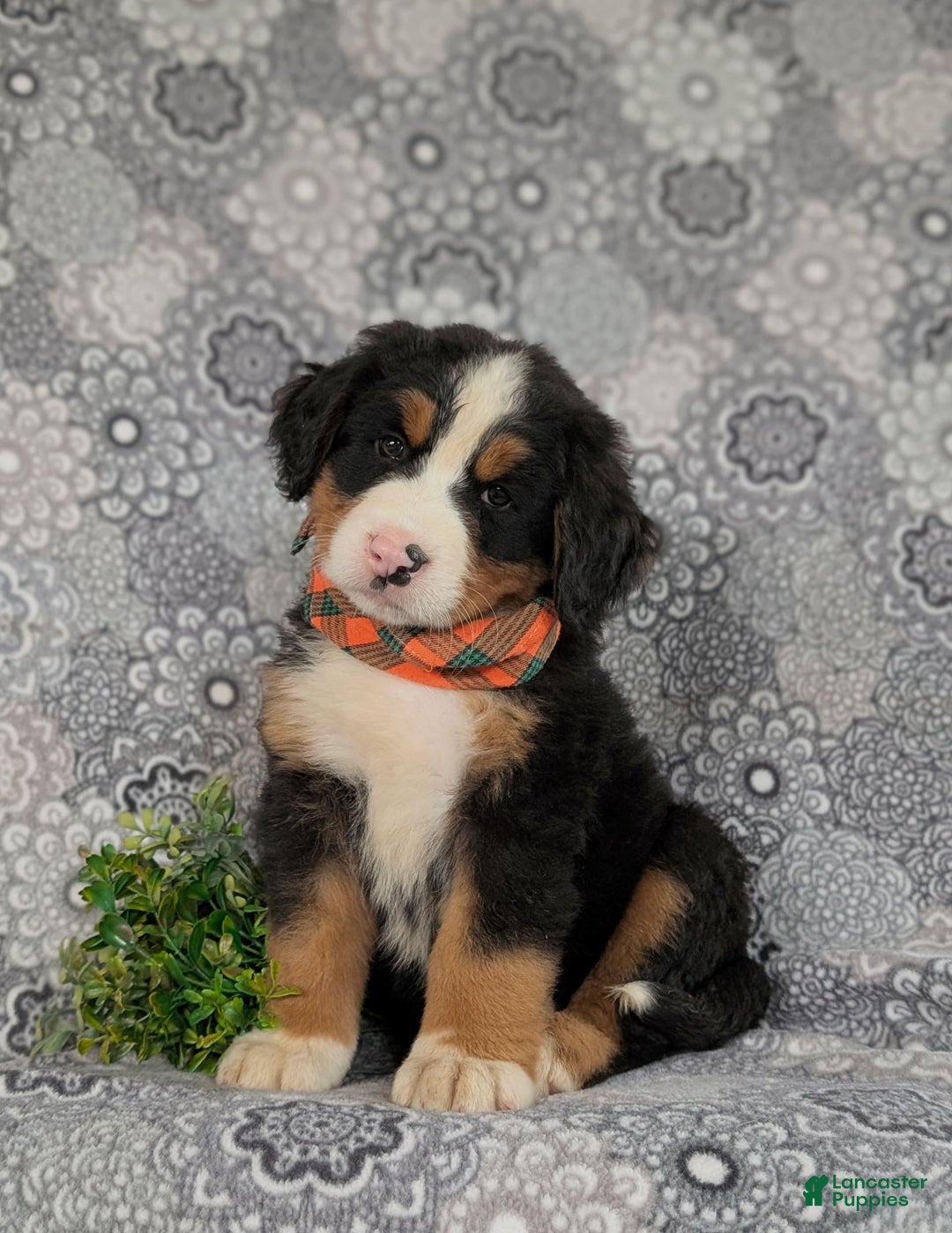 Bernese Mountain Dog dogs for sale: Fletcher - Image 7