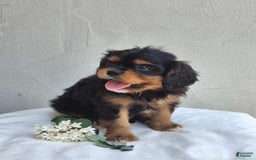 Cavalier King Charles Spaniel dogs for sale: Sprinkles - Image 4