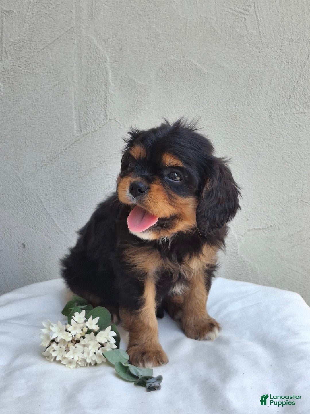 Cavalier King Charles Spaniel dogs for sale: Sprinkles - Image 4
