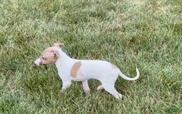Italian Greyhound dogs for sale: Noel - Image 9