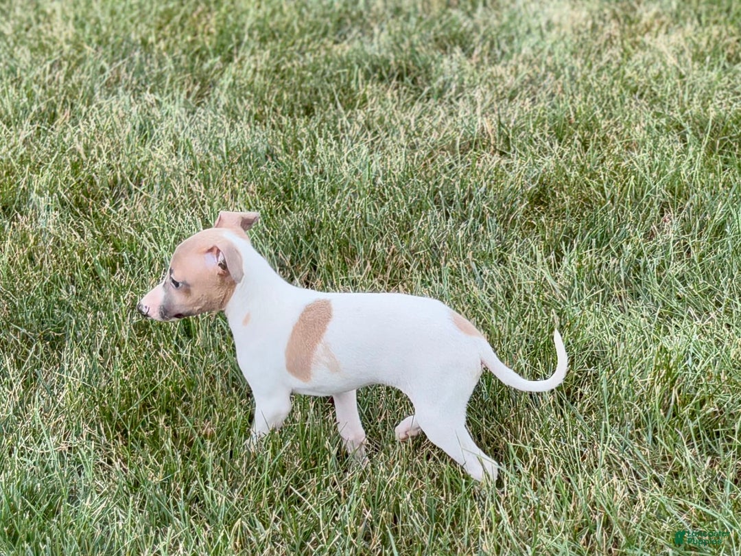 Italian Greyhound dogs for sale: Noel - Image 9