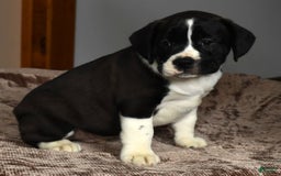 Beabull dogs for sale: Aaron - Image 4