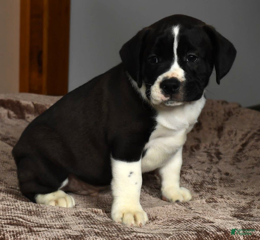 Beabull dogs for sale: Aaron - Image 4