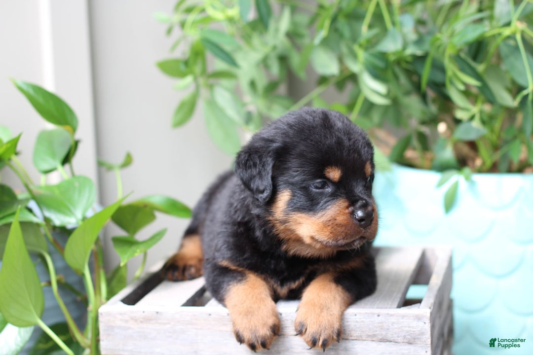 Rottweiler dogs for sale: Shadow - Image 1
