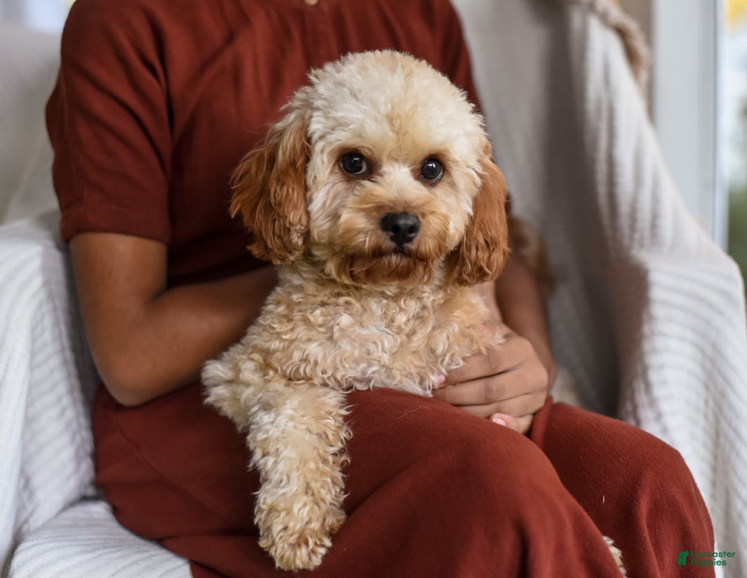 Cavapoo dogs for sale: Hollibee - Image 5