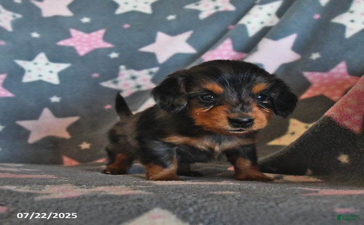 Miniature Dachshund dogs for sale - Ad 1