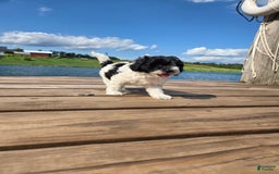 Shihpoo dogs for sale: Aaron - Image 3