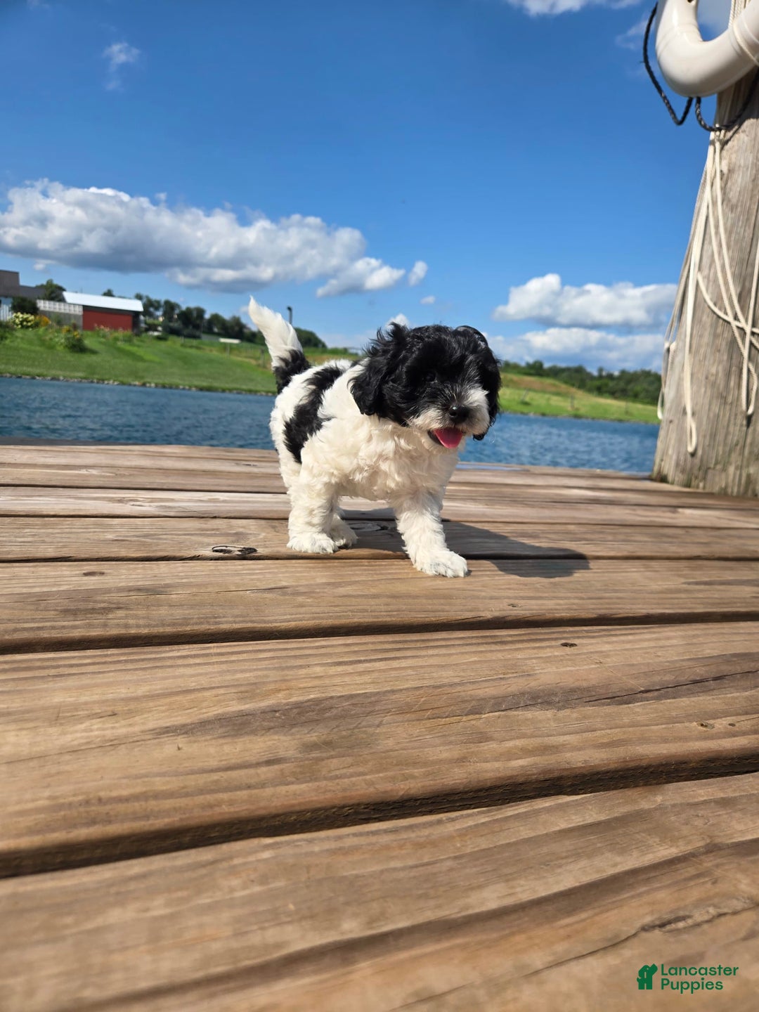 Shihpoo dogs for sale: Aaron - Image 3