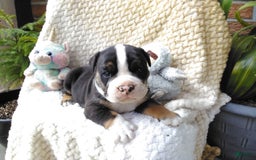 Olde English Bulldogge dogs for sale: Ethan - Image 3
