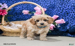 Cavapoo dogs for sale: Bailey - Image 5
