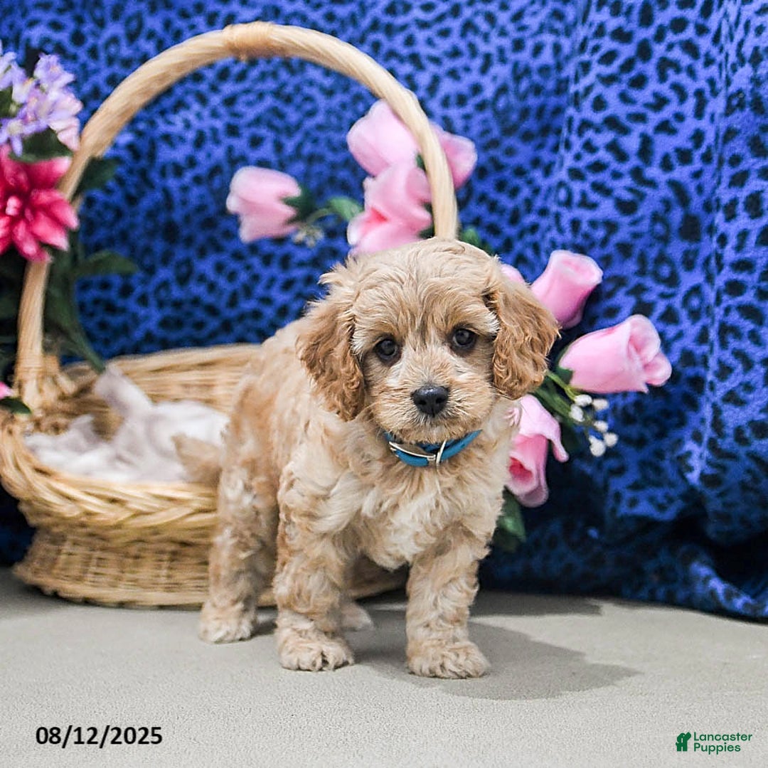 Cavapoo dogs for sale: Bailey - Image 5
