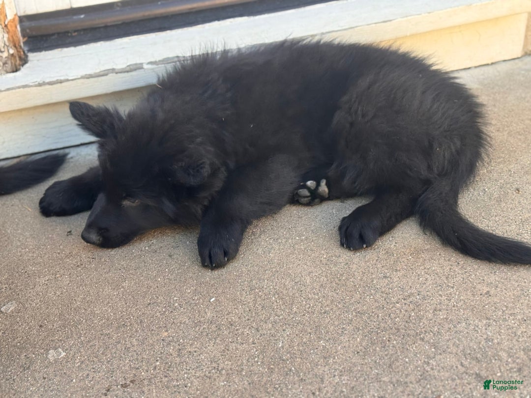 German Shepherd dogs for sale: Nemesis - Image 3