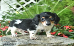 Dachshund dogs for sale: Finn - Image 3