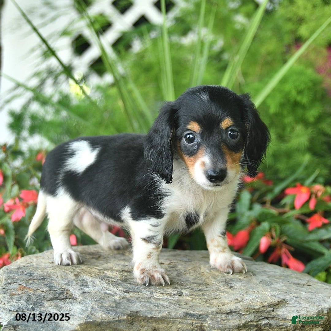 Dachshund dogs for sale: Finn - Image 3