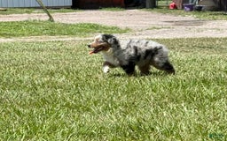 Miniature Australian Shepherd dogs for sale: F-purple - Image 2