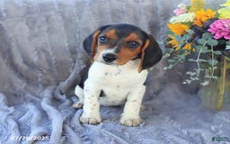 Beagle dogs for sale: Trigger - Image 6