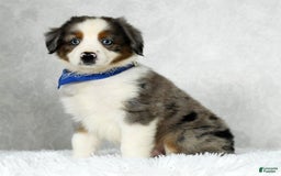 Miniature Australian Shepherd dogs for sale: Logan - Image 8