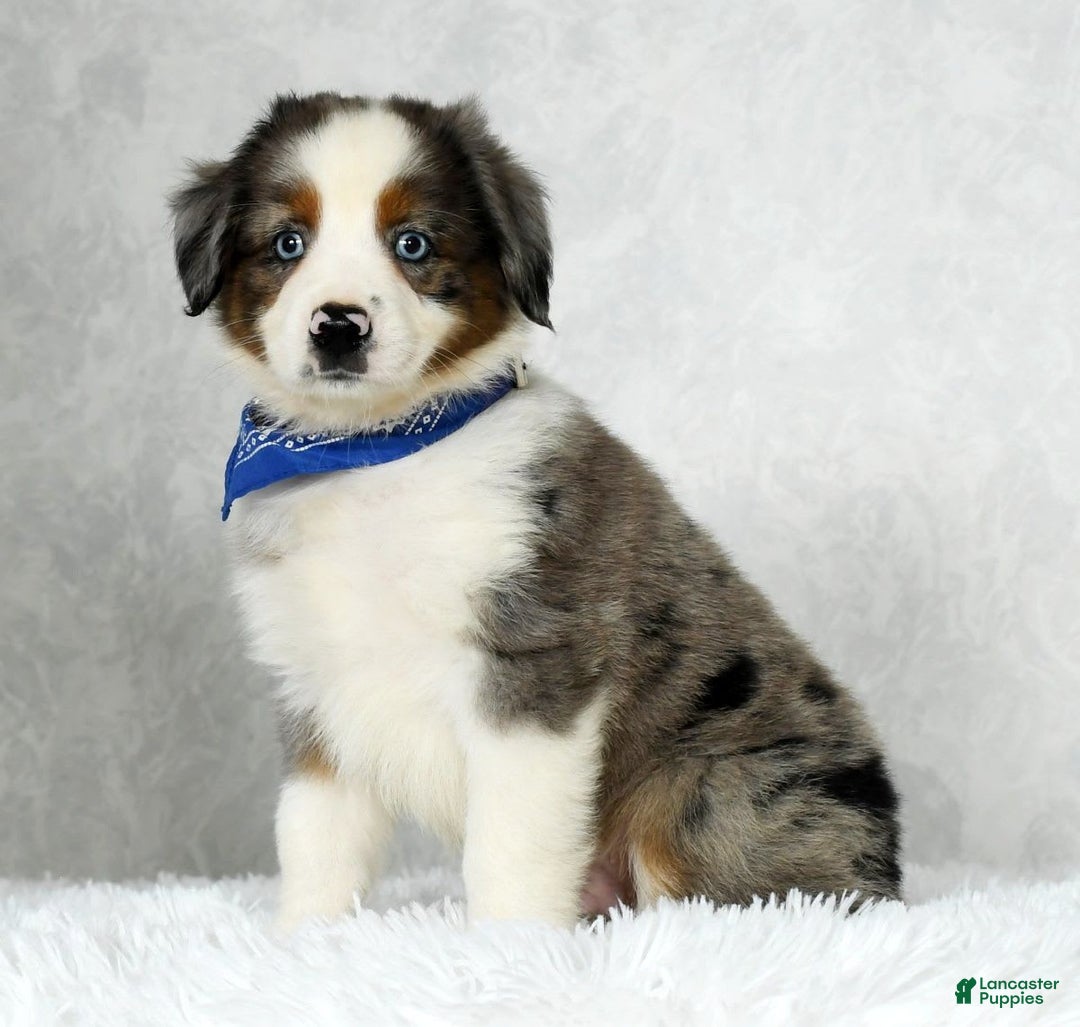 Miniature Australian Shepherd dogs for sale: Logan - Image 8