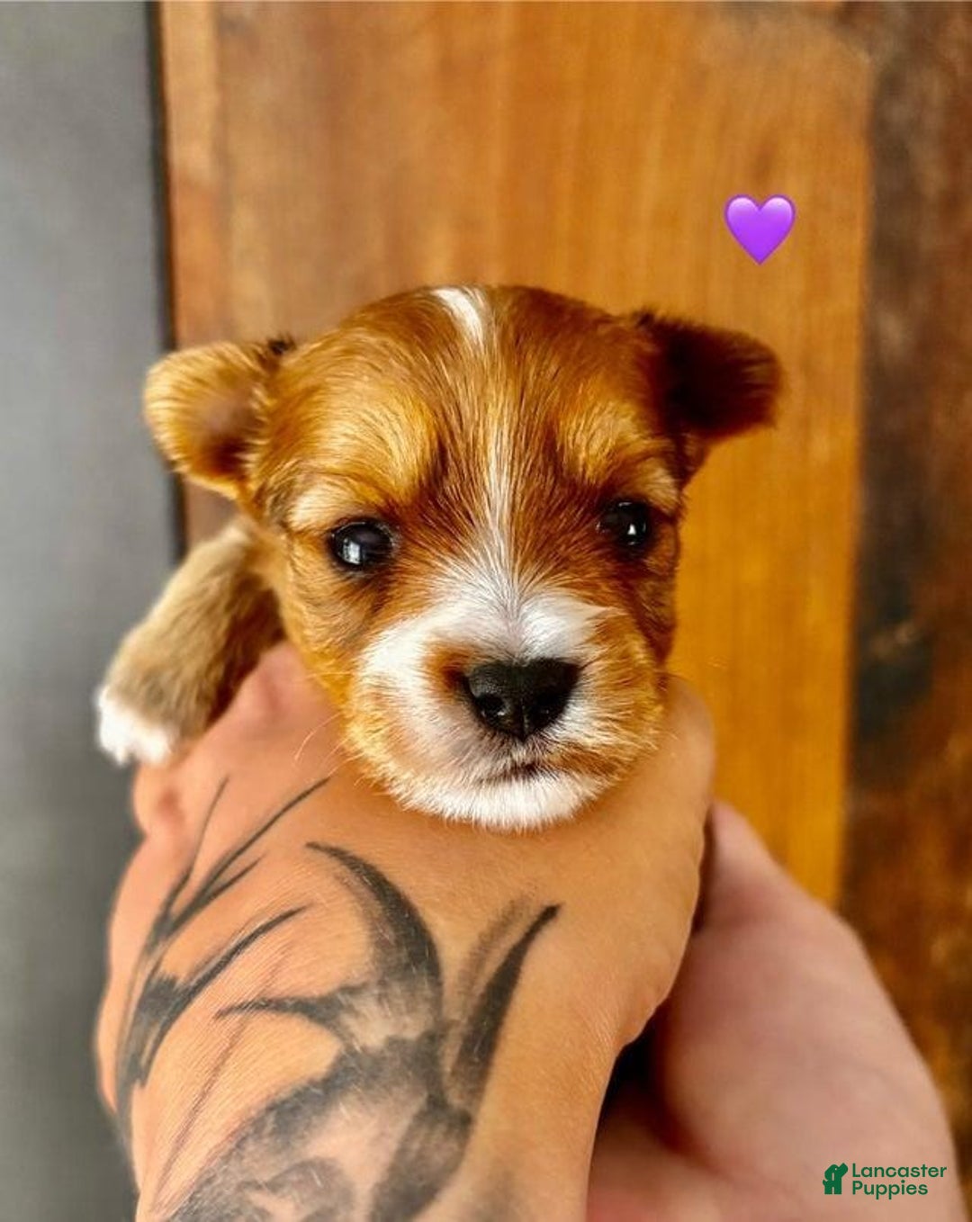 Yorkshire Terrier dogs for sale: Fifa - Image 8