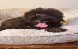 Schnoodle dogs for sale: Max - Image 2