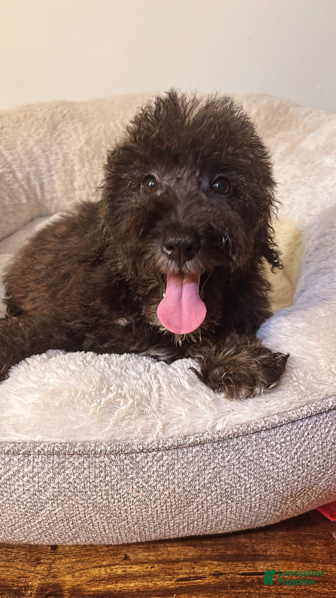 Schnoodle dogs for sale: Max - Image 2