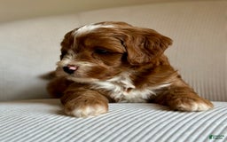 Mini Goldendoodle dogs for sale: Wrangler - Image 10