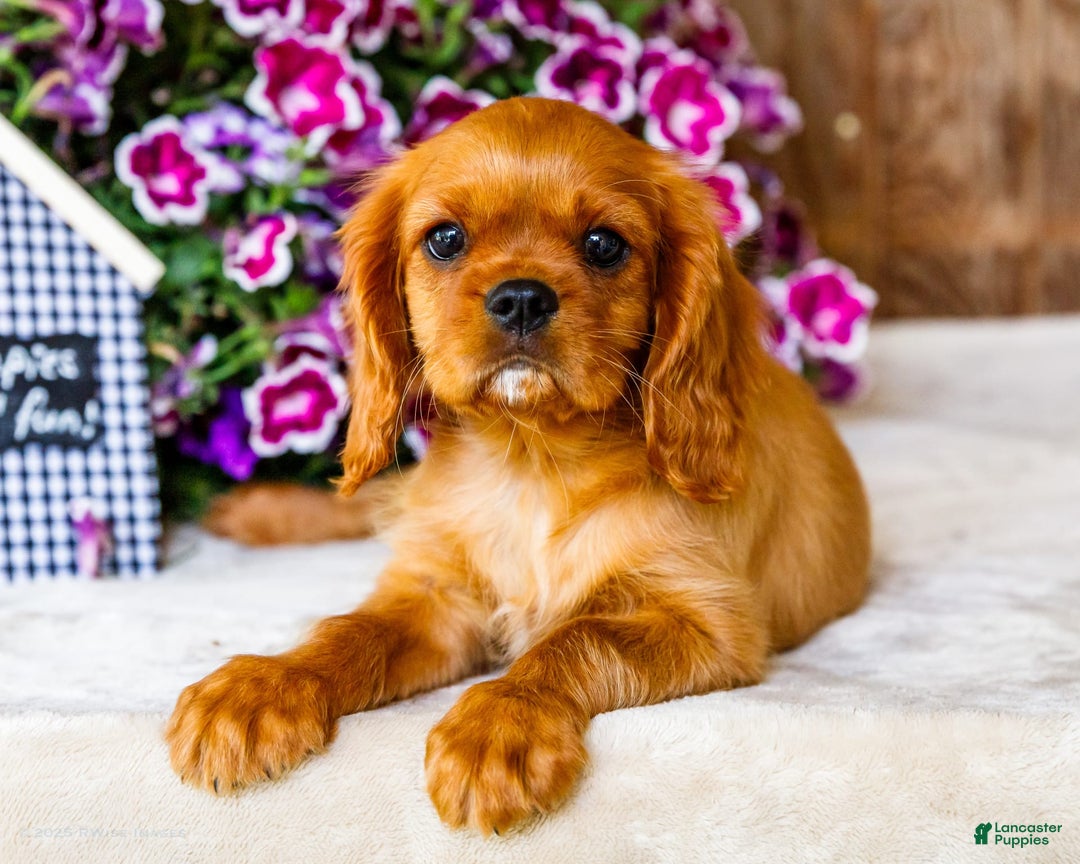 Cavalier King Charles Spaniel dogs for sale: Keegan - Image 2