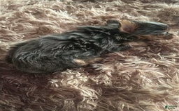 Yorkshire Terrier dogs for sale: Sabastian - Image 1
