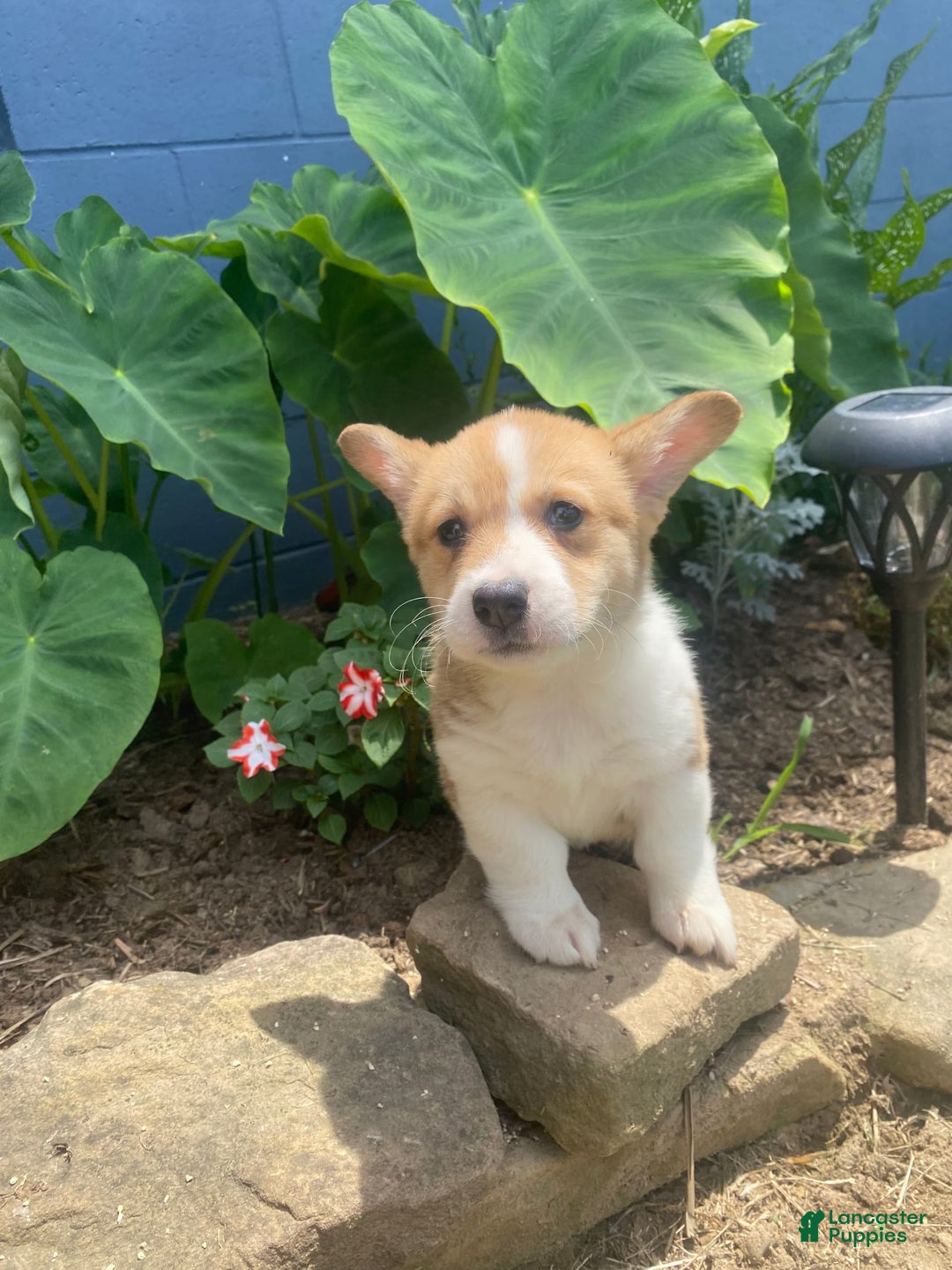 Welsh Corgi Pembroke dogs for sale: Eloise - Image 6