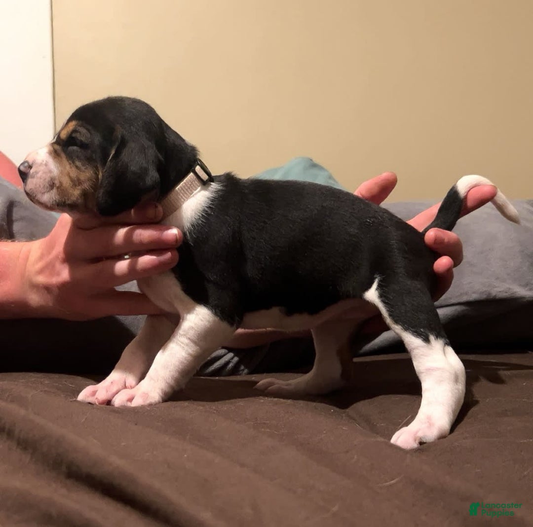 Walker Hound dogs for sale: White - Image 2