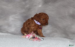 Mini Goldendoodle dogs for sale: Cami - Image 12