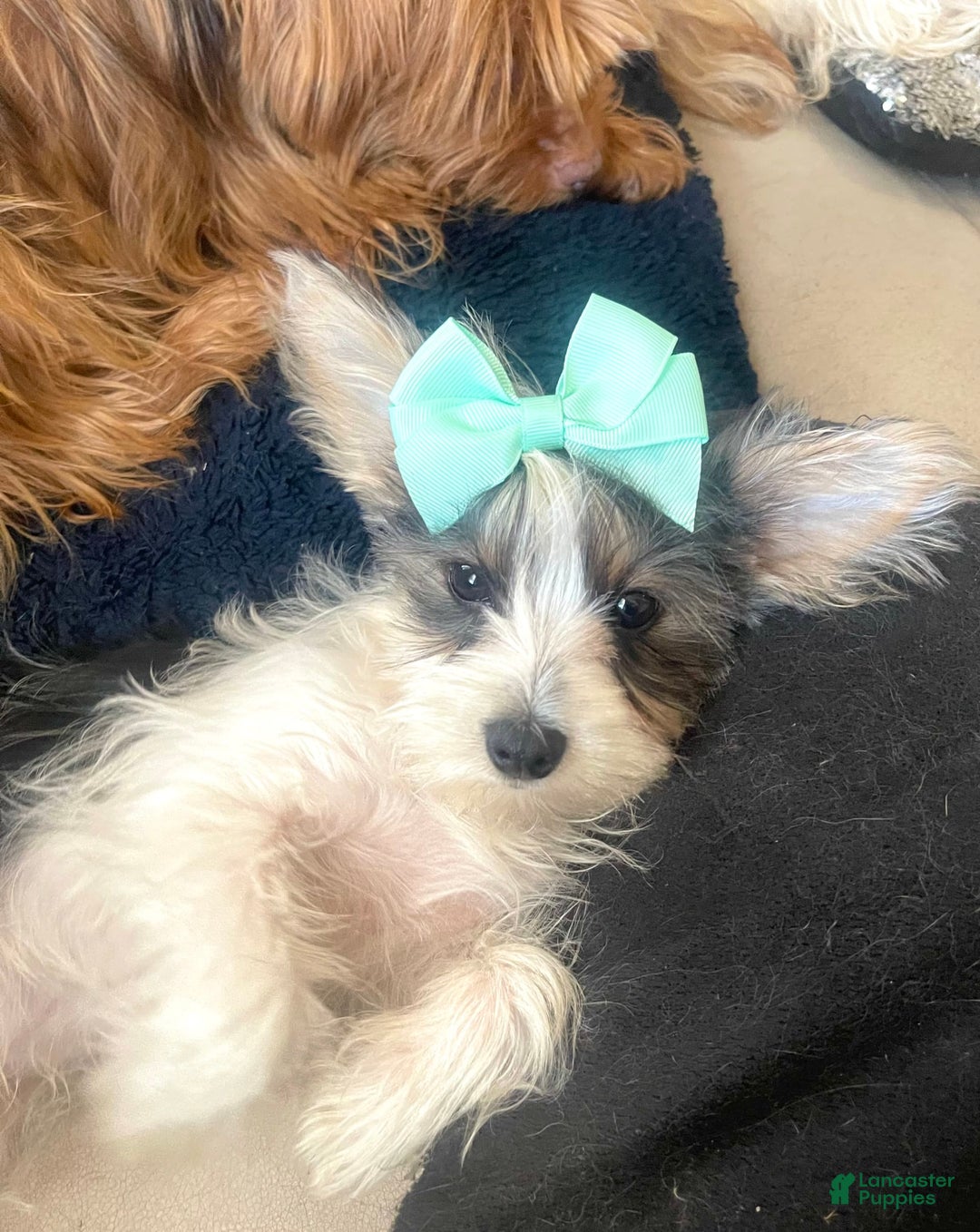Yorkshire Terrier dogs for sale: Patrick Starr - Image 59