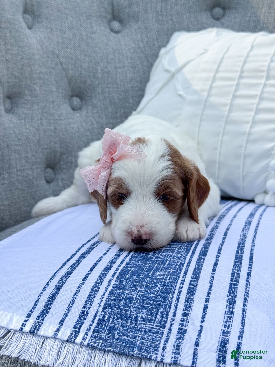 Goldendoodle dogs for sale: Alice - Image 15