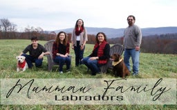 Labrador Retriever dogs for sale: Rainey - Image 10