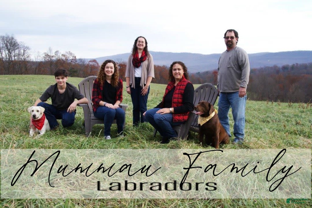 Labrador Retriever dogs for sale: Rainey - Image 10