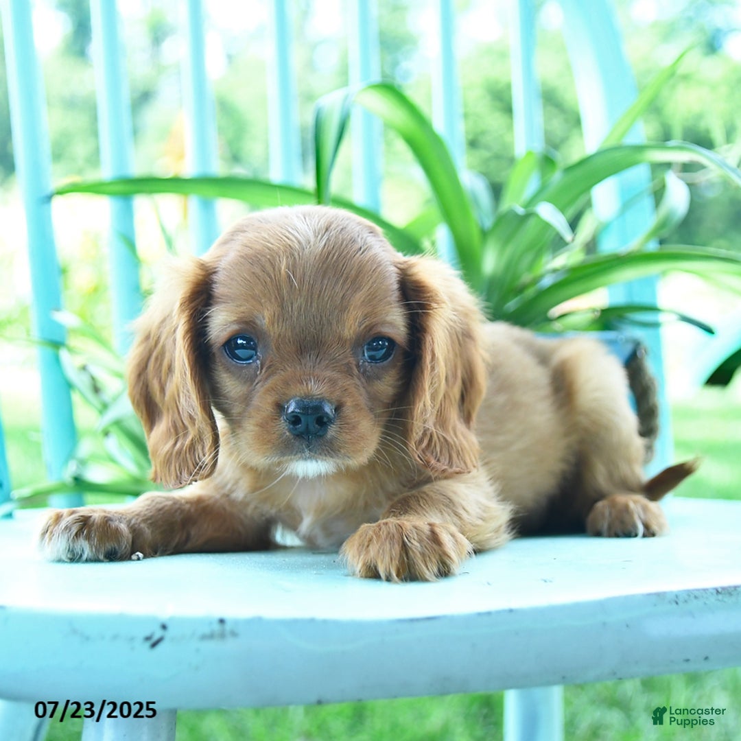 Cavalier King Charles Spaniel dogs for sale: Wanda - Image 2